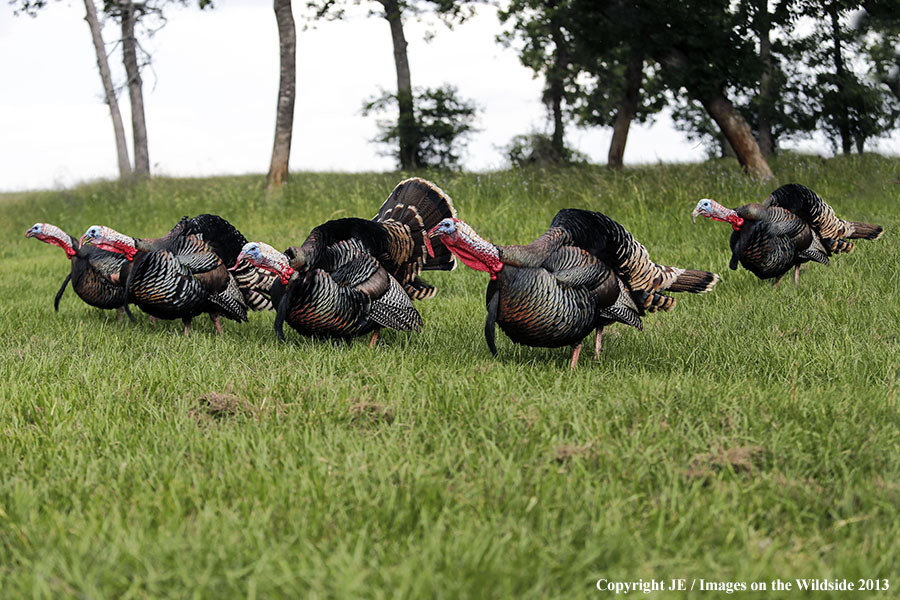 Rio Grande Turkeys in habitat. 