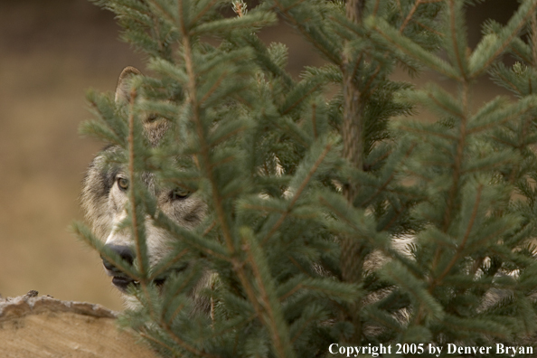 Gray wolf in habitat.