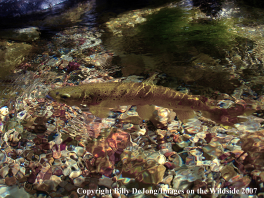 Underwater brown trout 