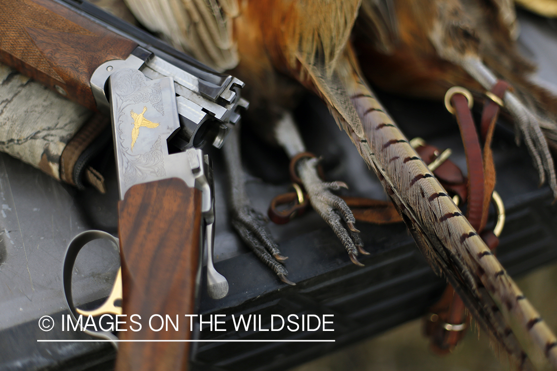 Bagged pheasant in back of pick-up.