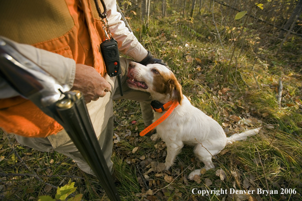  English Setter with owner