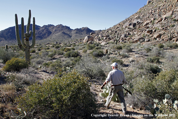 Upland game bird hunter hunting desert quail in Arizona.