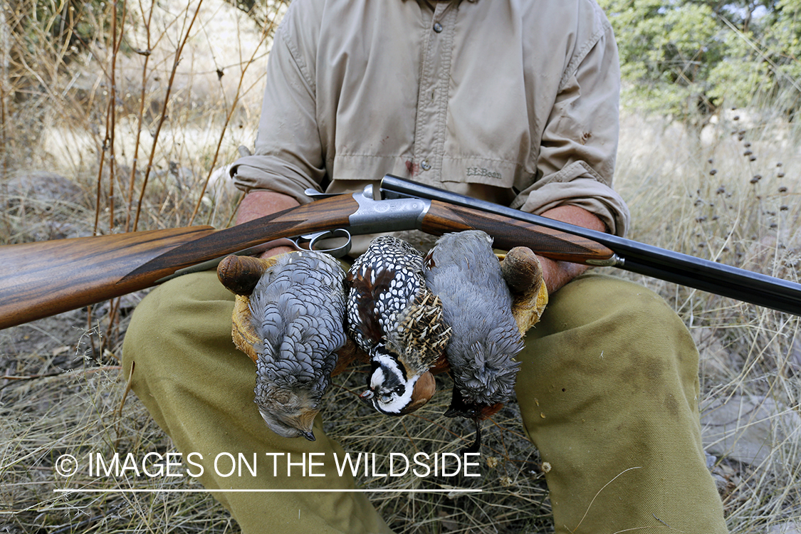 Hunter holding three species of desert quail (Gambel's, Scaled, and Mearns).