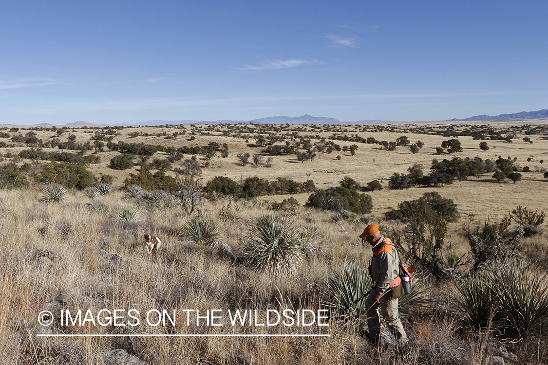 Mearns quail hunting with Brittany Spaniel.