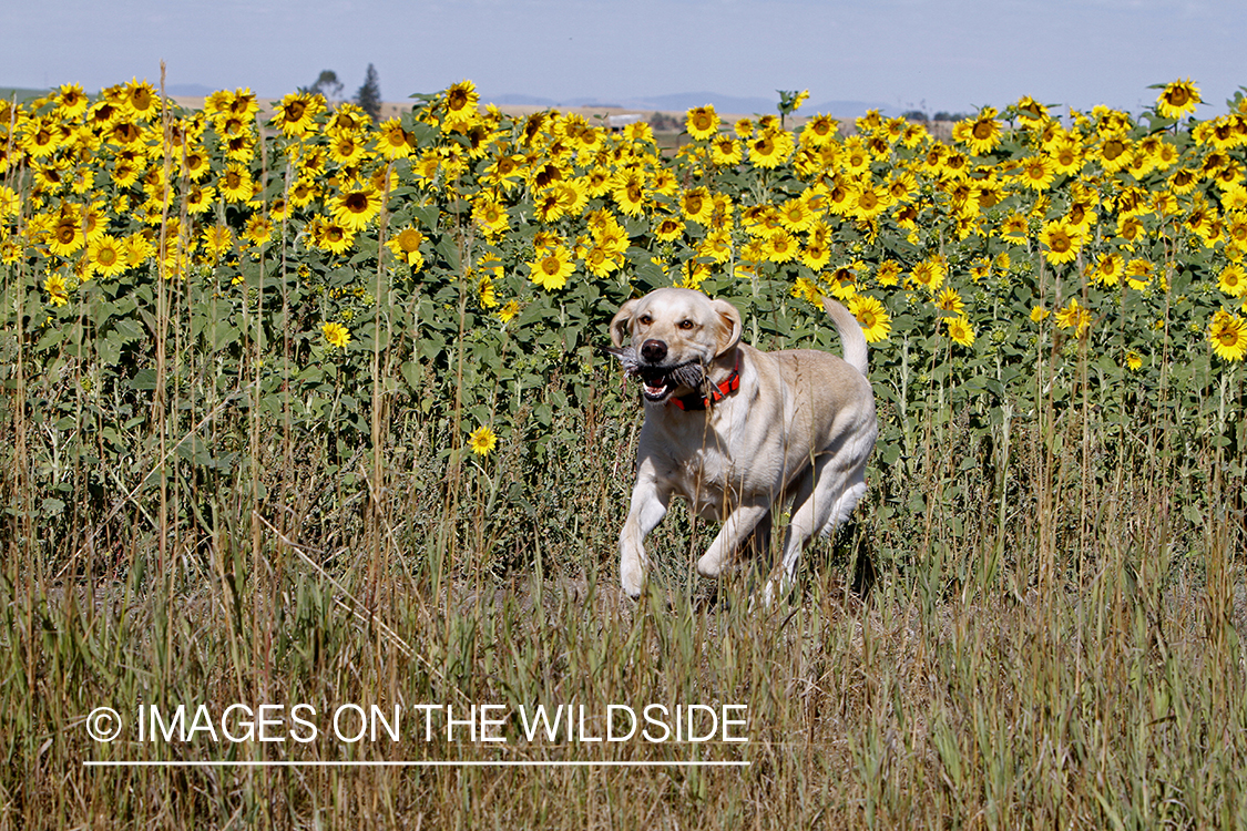 Yellow lab retrieving downed dove.