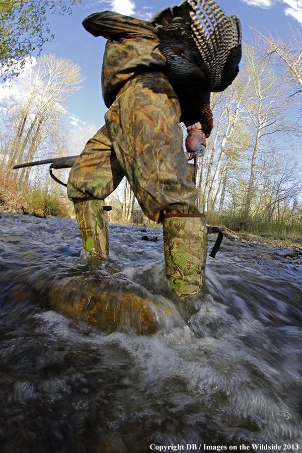 Turkey hunter in field with bagged turkey.