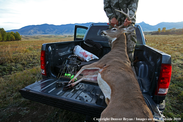 Bowhunter pulling downed white-tailed buck into bed of pickup