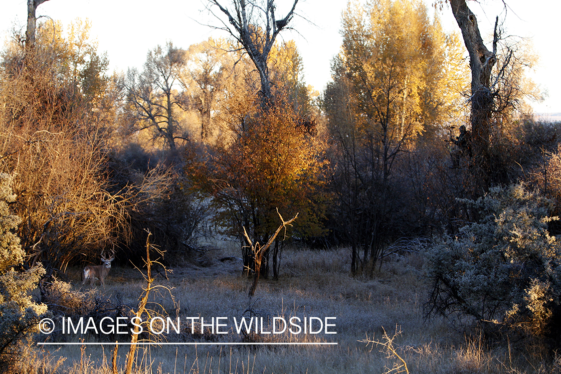 Bowhunter taking aim at White-tailed buck in field.