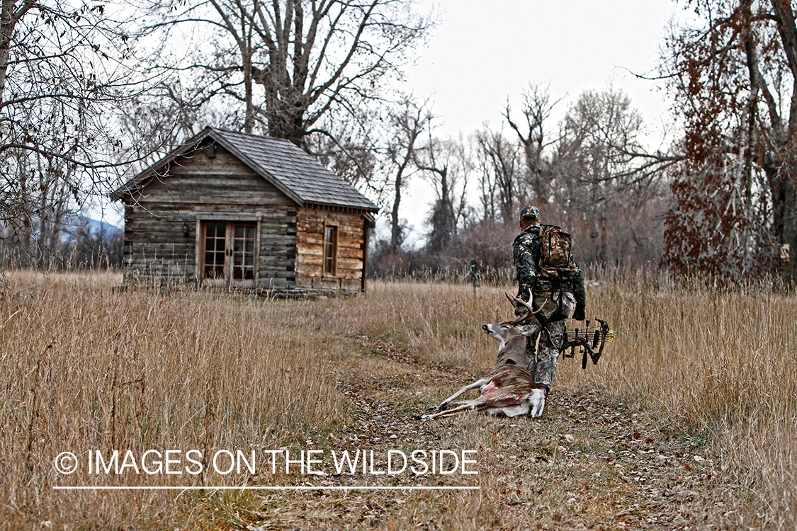 Bowhunter dragging bagged white-tailed buck.