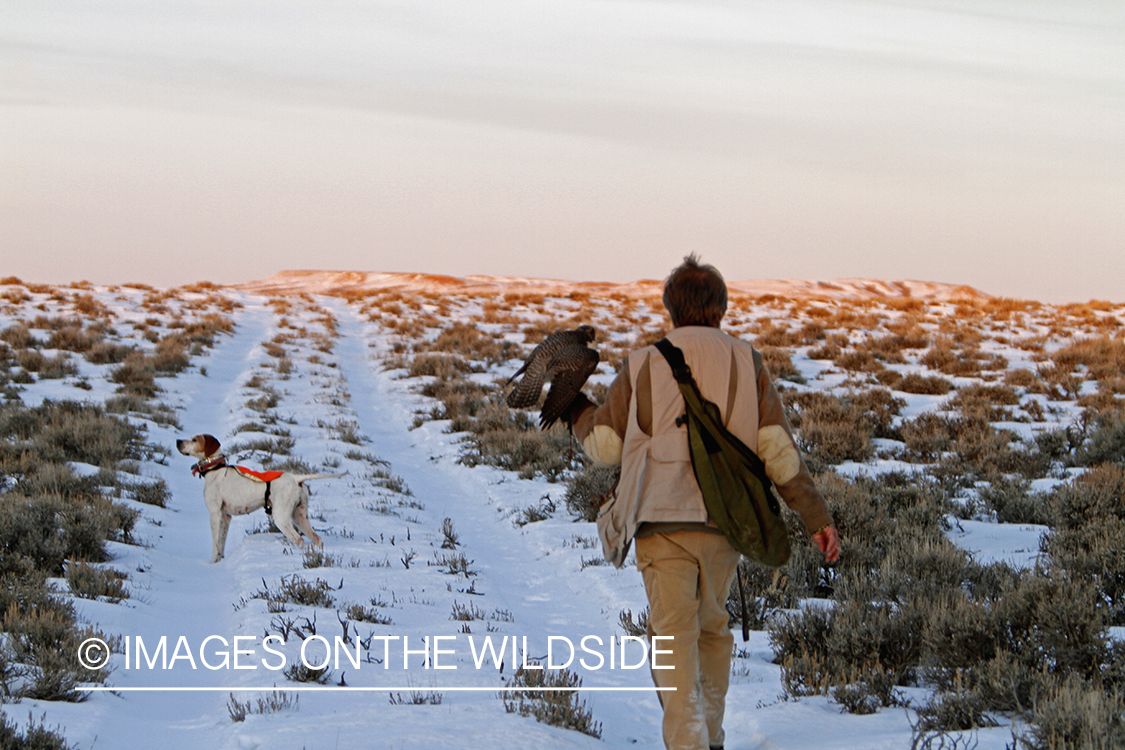 Falconer in field with gyr falcon and english pointer.