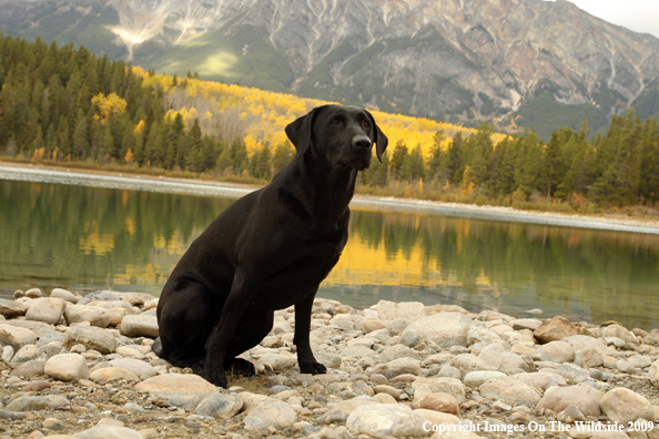 Black Labrador Retriever