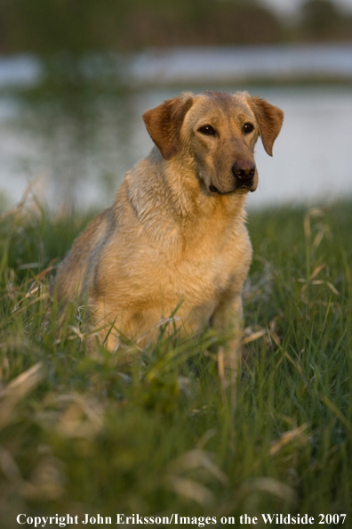 Yellow Labrador Retriever