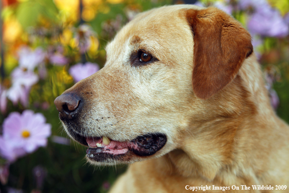 Yellow Labrador Retriever