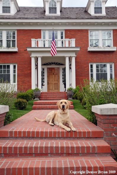 Yellow Labrador Retriever in front of house