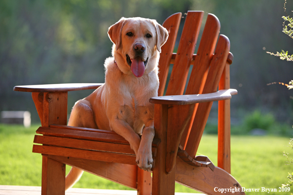 Yellow Labrador Retriever in chair