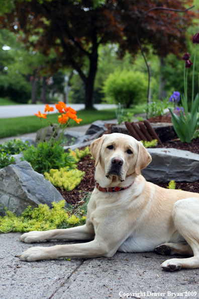 Yellow Labrador Retriever by flowers