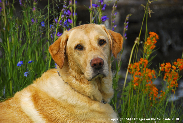 Yellow Labrador Retriever