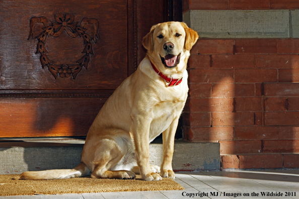 Yellow Labrador Retriever 
