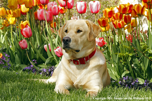 Yellow Labrador Retriever.