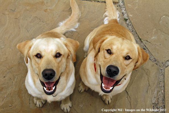 Yellow Labrador Retrievers.
