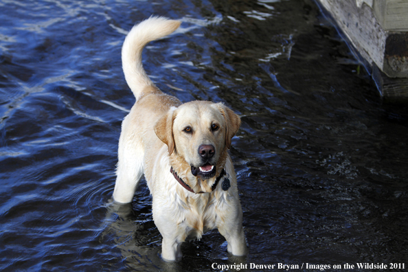 Yellow Labrador Retriever in water. 