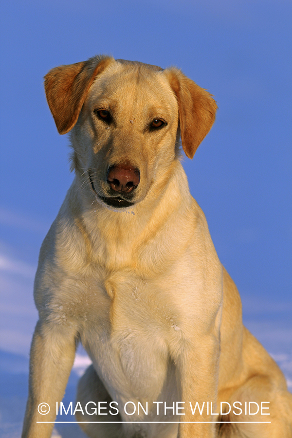 Yellow Labrador Retriever in field