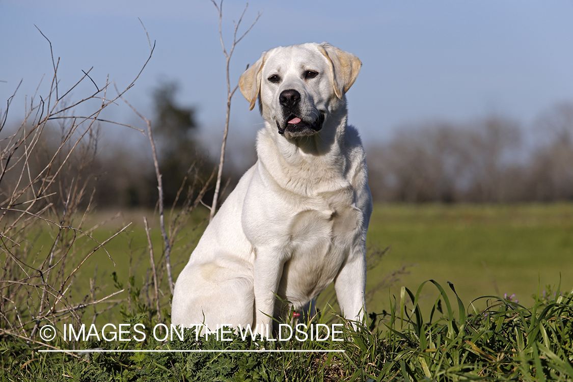 Yellow Labrador Retriever