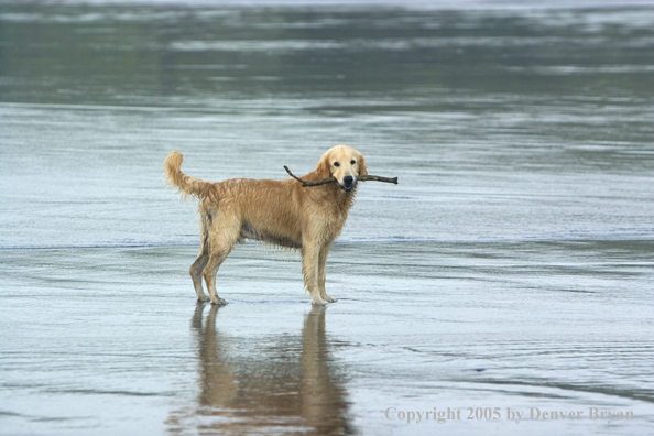Golden Retriever fetching stick on beach.