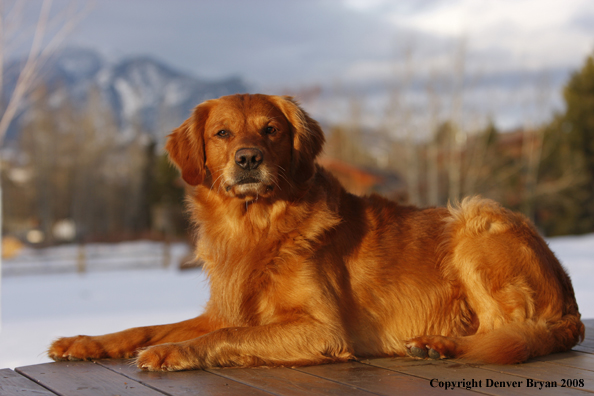 Golden Retriever in the winter