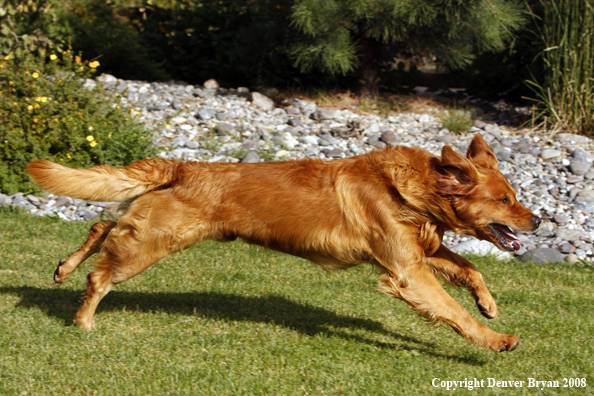 Golden Retriever Running