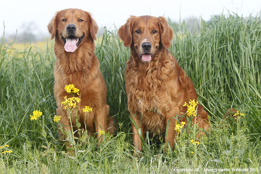 Golden Retrievers.