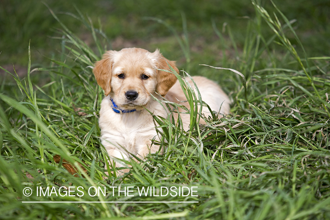 Golden Retriever Puppy