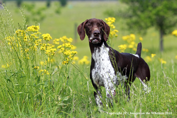 German Shorthair Pointer