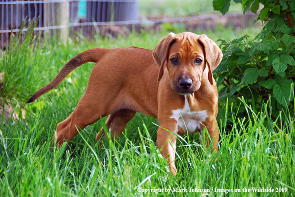 Rhodesian Ridgeback puppy in yard.