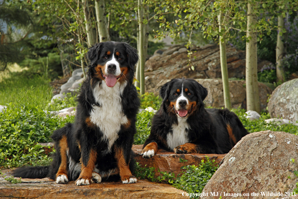 Bernese Mountain Dogs. 