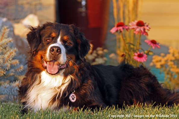 Bernese Mountain Dog.