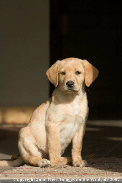 Yellow Labrador Retriever puppy.