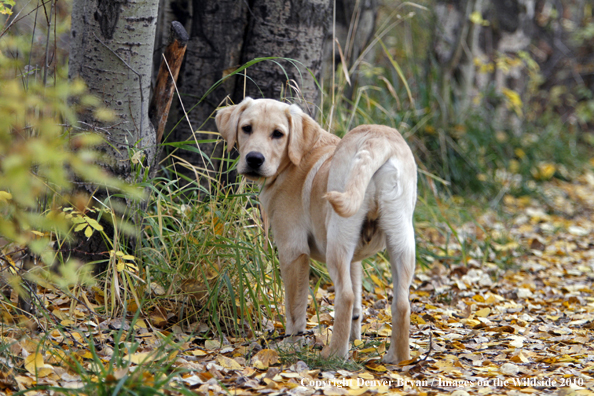 Yellow Labrador Retriever Puppy
