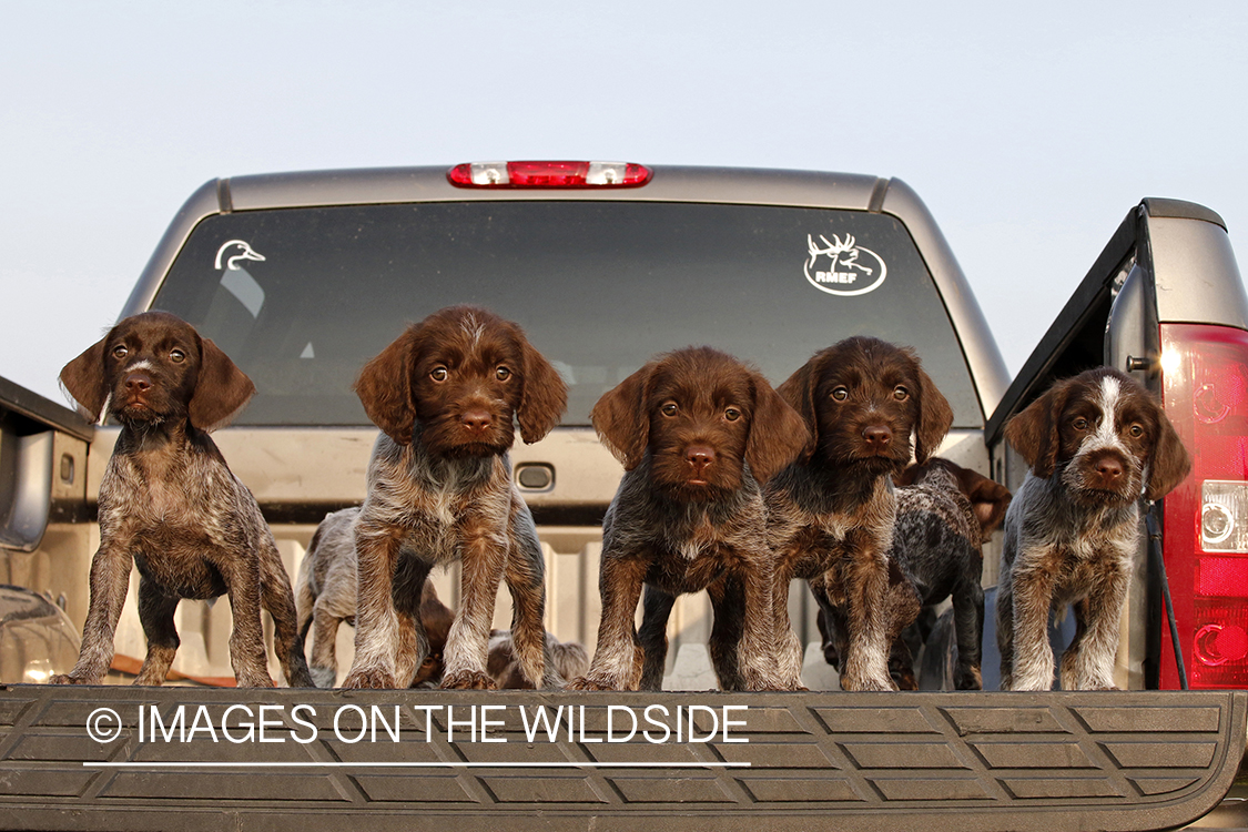 Wirehaired Pointing Griffon puppies in bed of pickup.