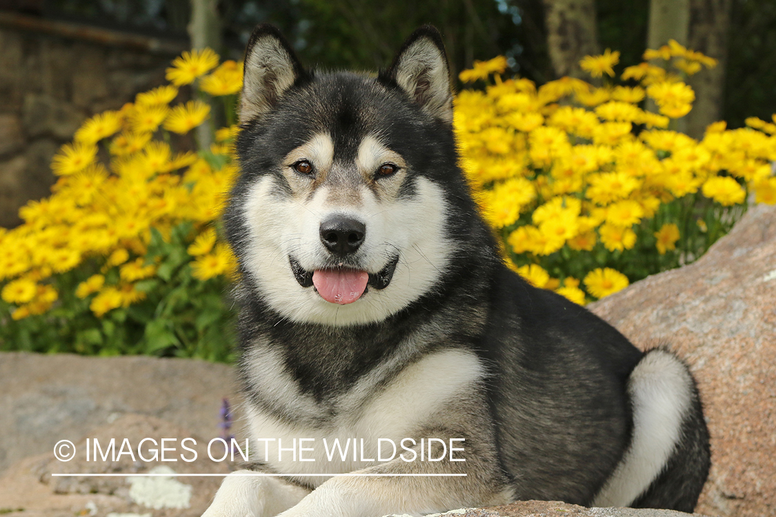 Alaskan Malamute by flower bed.
