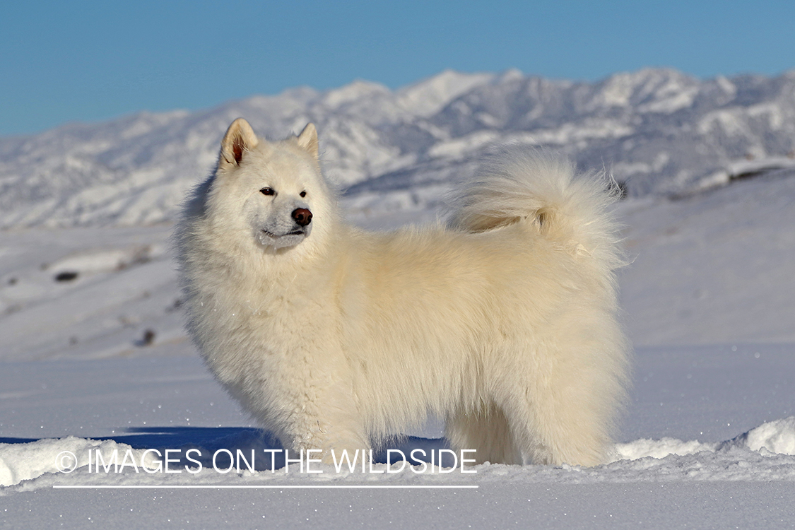 Samoyed in snow.