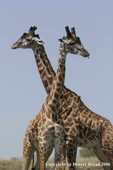 African Masai Giraffes fighting