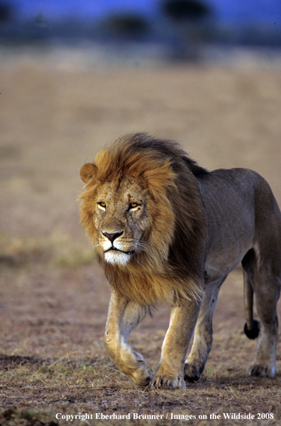African Lion