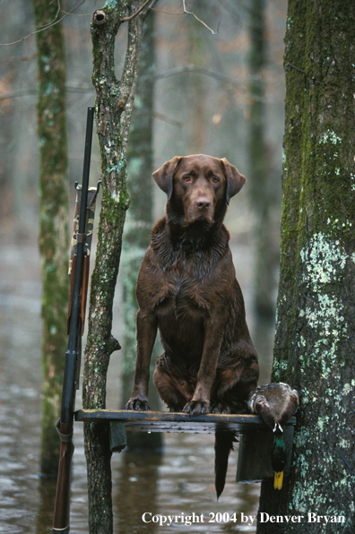 Chocolate Labrador Retriever on stand