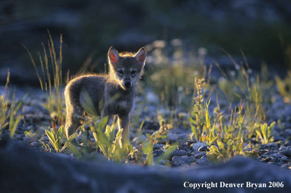 Gray wolf pup in habitat.