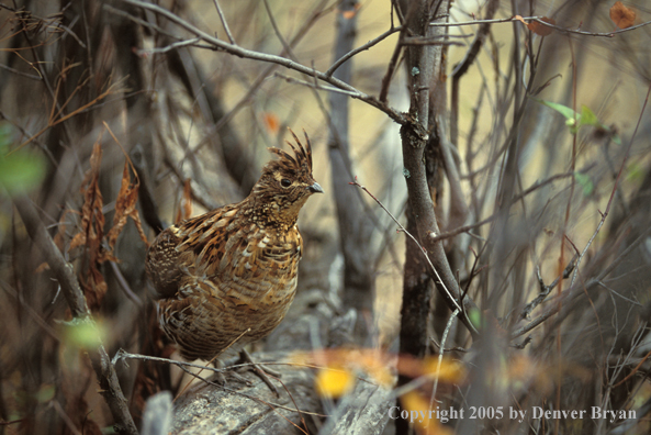Ruffed Grouse in tree.