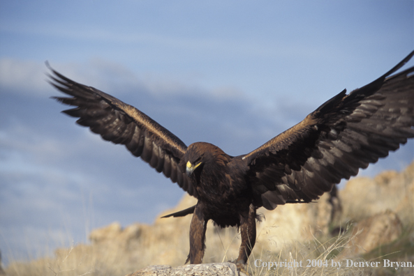 Golden eagle.
