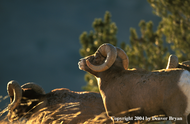 Rocky Mountain bighorn sheep in habitat.