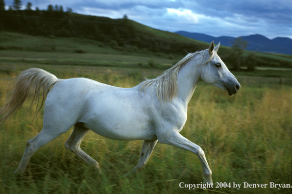 White Arabian horse running through meadow.