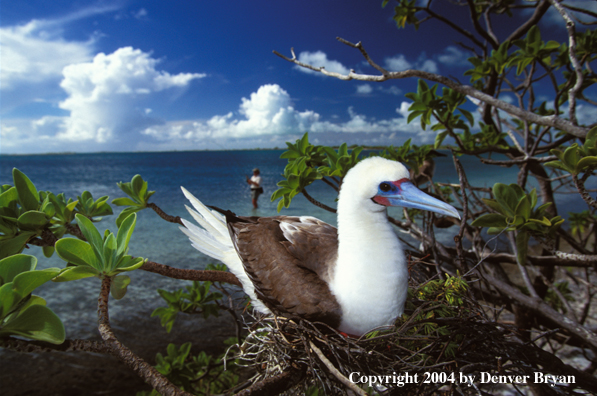 Red-footed booby on nest, saltwater flyfisherman on flats.